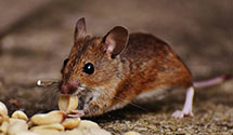24 Hour & Emergency Exterminators in Mc Connells, SC